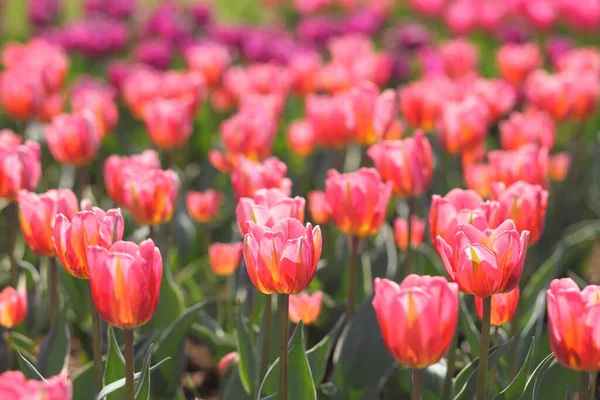 Foto Des Frühlings Schöne Tulpen Garten — Stockfoto