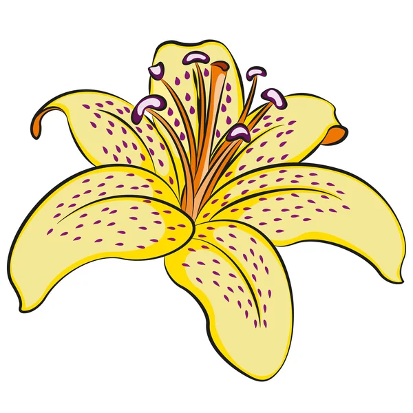 Ilustración de lili — Vector de stock