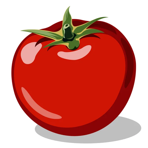 Red ripe tomato — Stock Vector