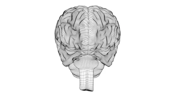 Wireframe Brain Isolated White Background — Fotografia de Stock