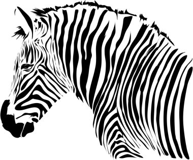 zebra illüstrasyon izole