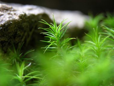Moss, ayrıntı
