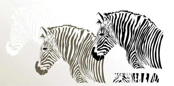 Zebra geïsoleerd op wit — Stockvector