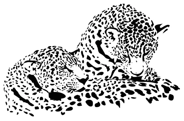 Leopards isolated — Stock Vector
