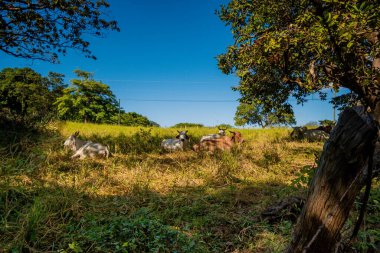 İnekler ve atlar bir diyarda, ağaçlar mavi gökyüzü ve yeşil çimenler.