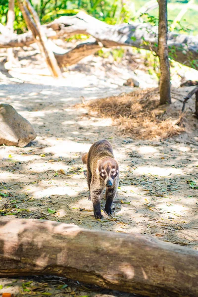 Coati Bekend Als Coatimundi Natuur Van Costa Rica Diervrij — Stockfoto