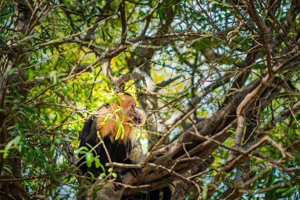 Witte Gezicht Aap Met Haar Baby Natuurlijke Habitat — Stockfoto