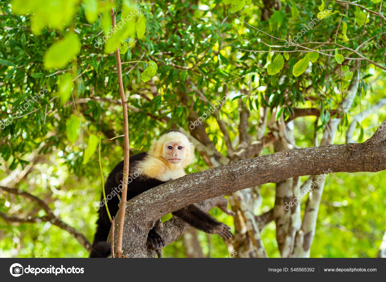 Macaco-prego-de-cara-branca Fotografia, Fotos