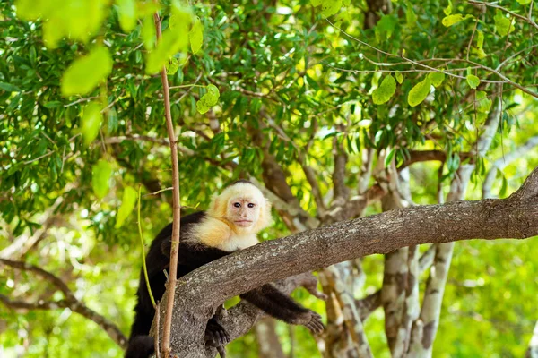 Mono Capuchino Cara Blanca Cebus Capucinas — Foto de Stock