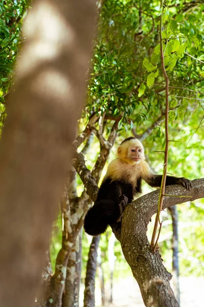 Capuchin Maymunu, Beyaz Yüzlü, Cebus kapuçinası.