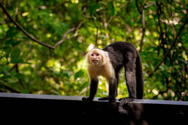 Capuchin Maymunu, Beyaz Yüzlü, Cebus kapuçinası.