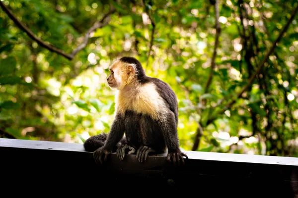 Macaco Prego Cara Branca Cebus Capucinas — Fotografia de Stock