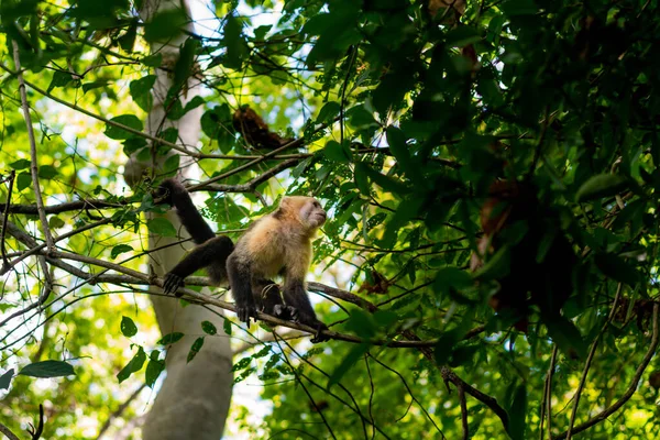 Scimmia Cappuccino Faccia Bianca Cebus Capucinas — Foto Stock