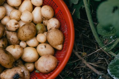 Evde yetişen patatesler. Genel bakış..
