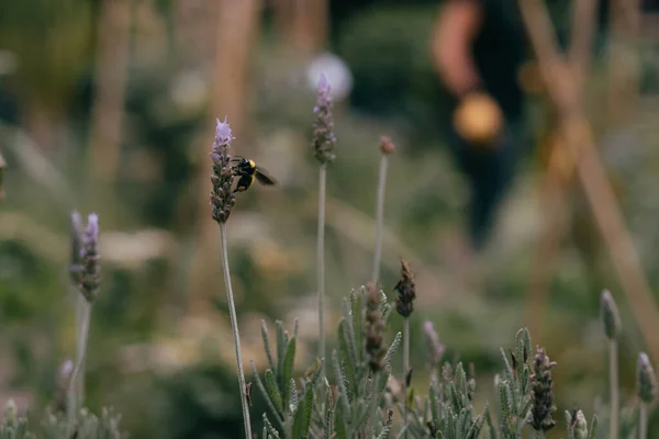 Pszczoła Miodowa Zapyla Kwiaty Lawendy Rozkład Roślin Owadami Słoneczna Lawenda — Zdjęcie stockowe