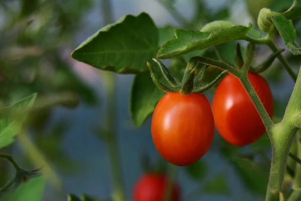 토마토가 선택적 초점으로 온실의 가지에 있습니다 토마토 — 스톡 사진
