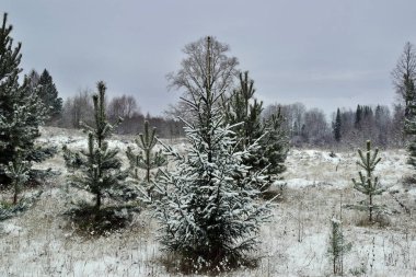 Noel kış manzarası, karla kaplı köknar ve çam ağaçları karla kaplı bir çayırda.