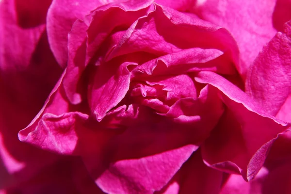 분홍색 장미꽃을 부드러운 여과기를 달았습니다 인사말 카드의 — 스톡 사진