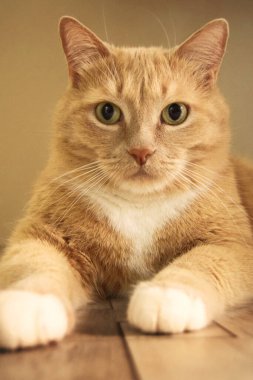 Bir kızıl kedi yerde yatar ve kameraya bakar, güzel, sıcak ve samimi bir arka plana karşı..