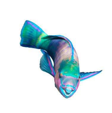 Kraliçe Papağan Balığı beyaz arka planda izole edilmiş, Kızıl Deniz. Renkli parlak tropikal balıklar. Su altı fotoğrafı, kenar görüş, yakın çekim, kesme. 