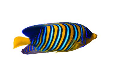 Kraliyet Melek Balığı (Regal Angel Fish), beyaz arka planda izole edilmiş mercan balığı. Okyanus suyunda sarı yüzgeçli, turuncu, beyaz ve mavi çizgili tropik renkli balıklar. Yan görünüm, kapat, kes.