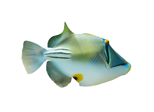 Picassofish Árabe Rhinecanthus Assasi Triggerfish Isolado Fundo Branco Mar Vermelho — Fotografia de Stock