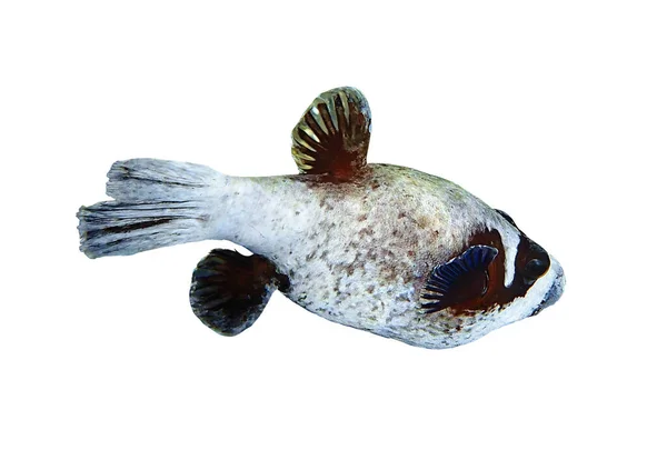 Tropische Vissen Oceaan Gemaskerde Puffer Geïsoleerd Een Witte Achtergrond Lelijke — Stockfoto