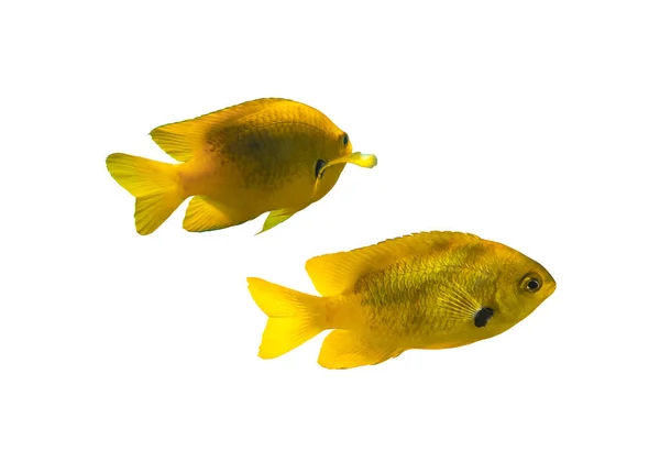 Een Paar Felgele Tropische Vissen Geïsoleerd Een Witte Achtergrond Close — Stockfoto