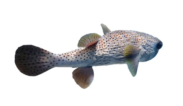 Pisoned Porcupinefish Σκαντζόχοιρος Ψάρια Blowfish Balloonfish Globefish Pufferfish Απομονώνονται Λευκό — Φωτογραφία Αρχείου