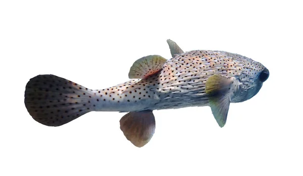 Porcupinefish Irritado Peixe Ouriço Blowfish Balonfish Globefish Pufferfish Isolado Fundo — Fotografia de Stock