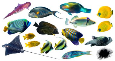 Beyaz arka planda farklı tropikal balık türleri (Kelebek, Parrotfish, Stingray, Picassofish, Surgeonfish) izole edilmiştir. Egzotik mercan balığı seti, yan görüş, kesilmiş. Su altı çeşitliliği.