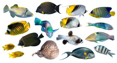 Beyaz arka planda farklı tropikal balık türleri (Kelebek, Parrotfish, Stingray, Picassofish, Surgeonfish) izole edilmiştir. Egzotik mercan balığı seti, yan görüş, kesilmiş. Su altı çeşitliliği.