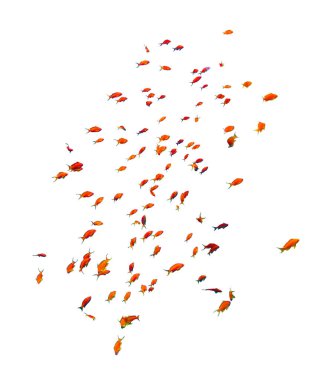 Anthias Balık Okulu (Kırlangıç Kelebeği) beyaz arka planda, Kızıl Deniz, Mısır 'da izole edilmiş. Güzel tropikal kırmızı balık sürüsü, sualtı çeşitliliği, kesiliyor.