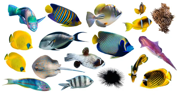 Διαφορετικοί Τύποι Τροπικών Ψαριών Butterflyfish Parrotfish Stingray Picassofish Surgeonfish Που — Φωτογραφία Αρχείου