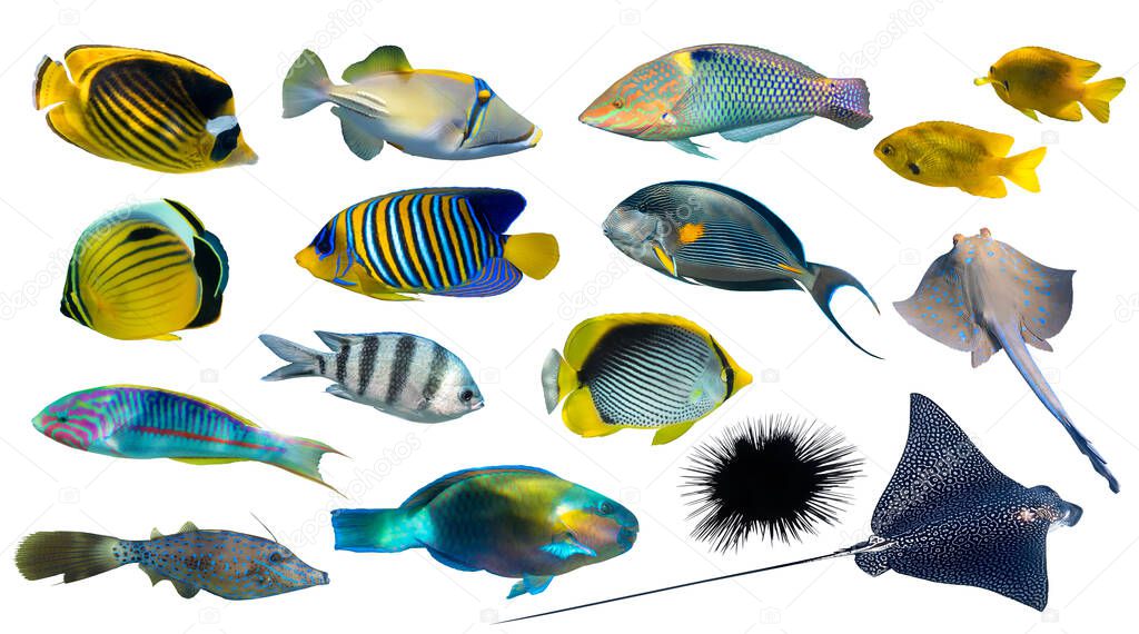 Different types of tropical fish (Butterflyfish, Parrotfish, Stingray, Picassofish, Surgeonfish) isolated on white background. Set of exotic coral fish, side view, cut out. Underwater diversity.