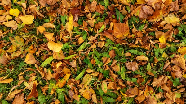 Folhas Outono Grama Verde Amarelo Folhas Tília Laranja Deitado Chão — Fotografia de Stock