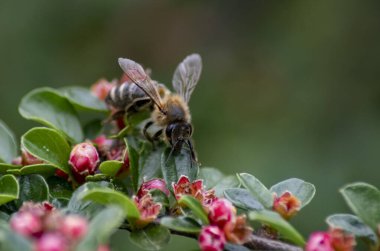 Bahçedeki bir çiçekte oturan arı.