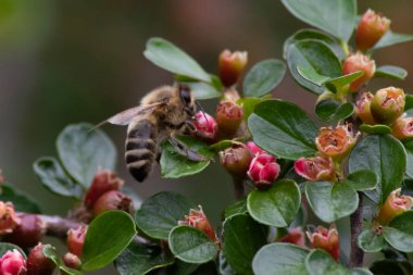 Bahçedeki bir çiçekte oturan arı.