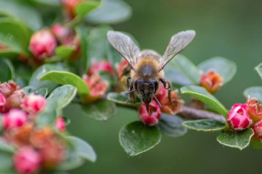 Bahçedeki bir çiçekte oturan arı.