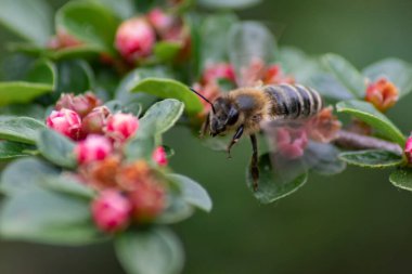 Bahçedeki bir çiçekte oturan arı.