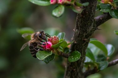 Bahçedeki bir çiçekte oturan arı.