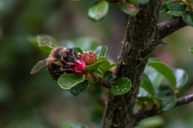 Bahçedeki bir çiçekte oturan arı.