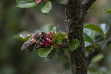 Bahçedeki bir çiçekte oturan arı.