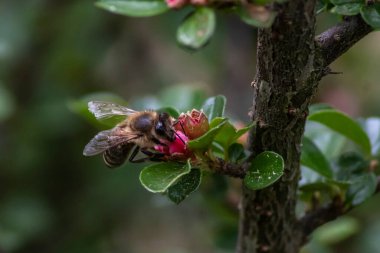 Bahçedeki bir çiçekte oturan arı.