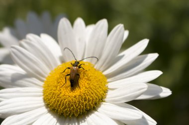  böcek toplar nektar yaz aylarında beyaz çiçek üzerinden yakın çekim
