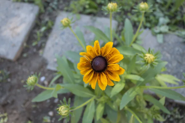 Flor en el jardín — Foto de Stock