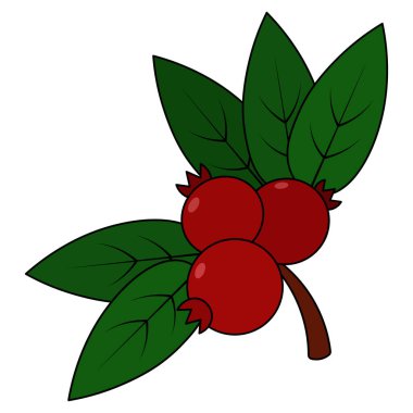 Çilek. Sulu böğürtlen filizi. Renkli vektör çizimi. İzole edilmiş beyaz arka plan. Çizgi film tarzı. Yaz hasadı. Mevsimlik ürün. Yapraklı dut. Yabanmersini, yabanmersini. Organik ürün. Vejetaryen yemeği. Tatlı hamuru. Web tasarımı için fikir.