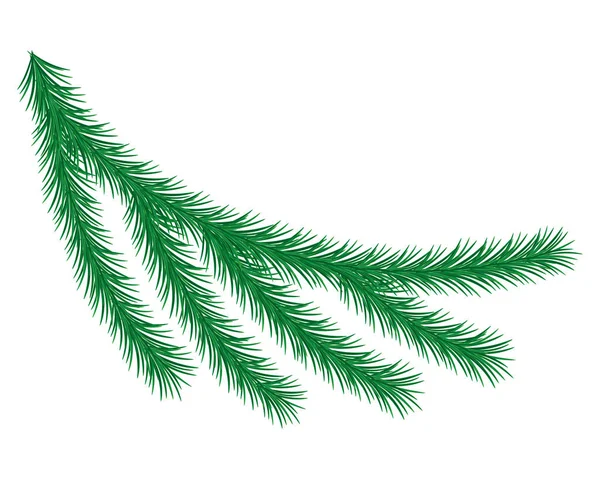 Cabang Pohon Natal Sebuah Tanaman Evergreen Cabang Spruce Terbuat Dari - Stok Vektor