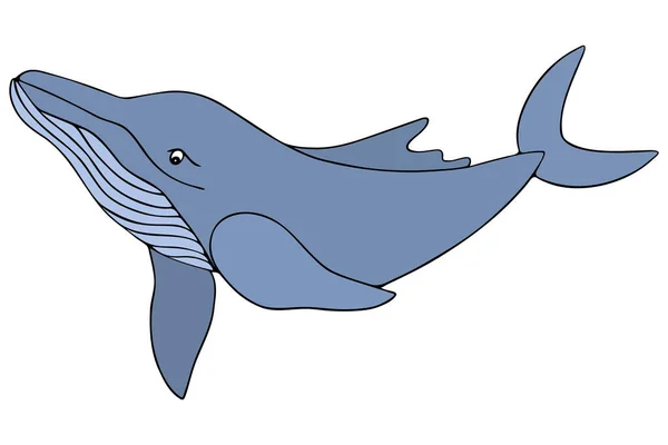 Blue Whale Marine Mammal Feeds Plankton Colored Vector Illustration Huge — Stockvektor