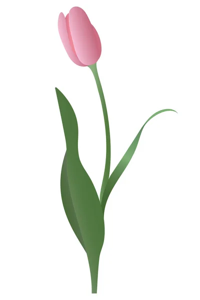Tulipán Rose Bud Jemná Květina Vektorová Ilustrace Izolované Pozadí Kvetoucí — Stockový vektor